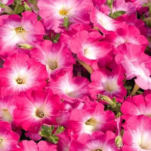 Petunia F1 Pink Morn 100 seeds + Plant tag + Freebie - all season flowering - Petunia multiflora F1