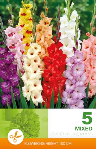 AGRONOM | GLADIOLOS - MIXED | Bulbos de flores perennes | Flores multicolores | Cultivadas en jardines de flores y céspedes floridos | 5 bulbos