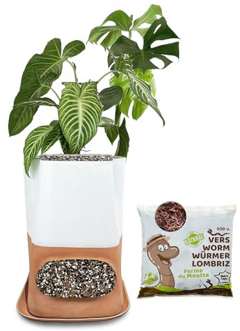 Moutta｜Transfarmers Pot de Fleurs et lombricomposteur Blanc en Terre-Cuite 17L｜Pack avec 250gr de vers de Compost
