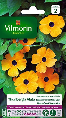 Vilmorin 5809542 - Planta trepadora, Amarillo, 90 x 2 x 160 cm