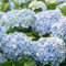 Hydrangea pflanzen zwiebeln,Winterhart Mehrjährig,kletterrosen winterhart duftend,Pflanzen in Top Qualität,duftende rosen winterhart,rosen pflanzen winterhart,lila rose pflanze.-5zwiebeln-J
