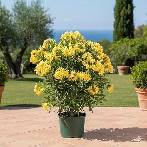 Gelben Oleander kaufen - Seltene Blütenpracht (60-100 cm) | LK Gartenwelt