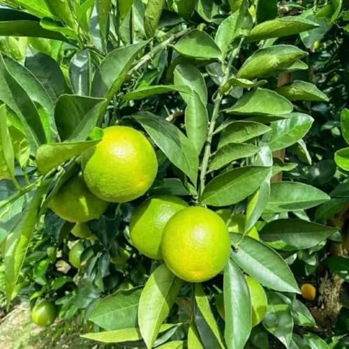 orangenbaum winterhart samen - winterharte pflanzen für kübel zitruspflanzen obst samen winterharte kübelpflanzen bio saatgut alte sorten exotische früchte grünpflanzen hängepflanze 30pcs