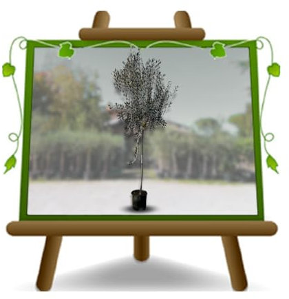 Olivenbaum Coratina - Obstbaum im Topf von 22 cm - Höhe 160~170 cm - Alter 4 Jahre