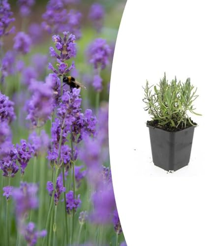 Lavandula ang. 'Munstead' | 48 stycken - 10-25cm - Ø9cm - Trädgårdsväxt