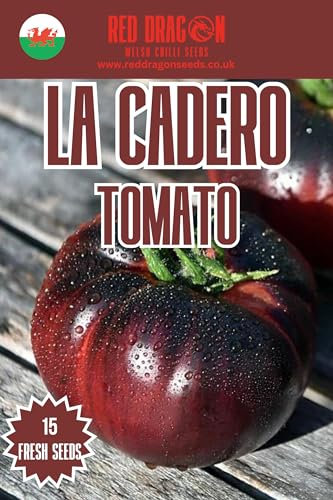 La Cadero Tomato Seeds - 15 Fresh La Cadero Tomato Seeds - Worlds Darkest Black Tomato