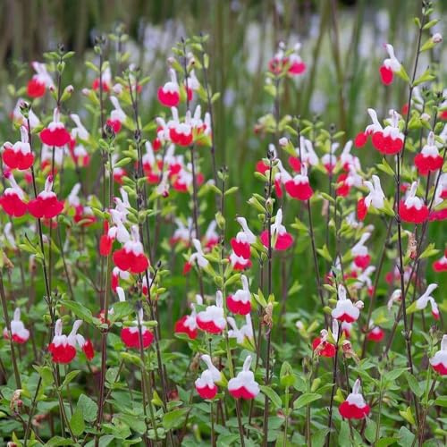 salvia comprare semi, giardino tappezzanti di salvia resistenti, decorazione da giardino per esterni selvatici balcone 150pcs