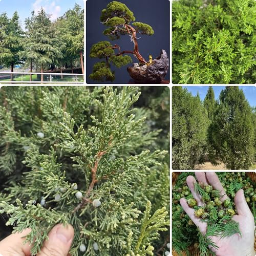 zypressen pflanzen samen, bonsai baum samen pflanzensamen frühlingsblumen Heilpflanzen gartenpflanzen einfacher Anbau zimmerpflanzen grünpflanzen winterpflanzen winterharte pflanzen 150pcs