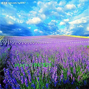 200 semi di lavanda francese Provenza - Molto profumata spedizione gratuita