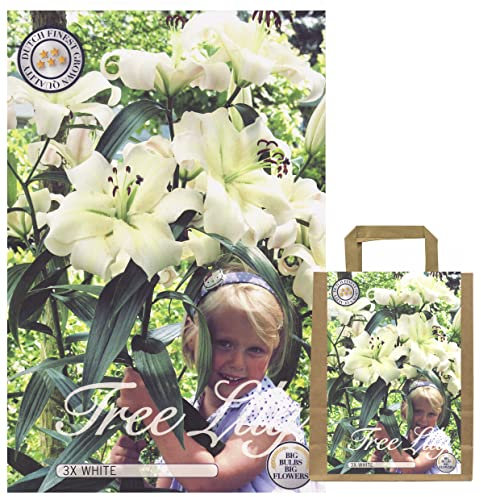 Interflowers GmbH 10 bulbes de lys de différentes couleurs - bulbes à fleurs dans un emballage cadeau - plantes vivaces, plantes de jardin tubercules rustiques Lilium lys plante - haute qualité