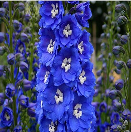 100 Fiore Sementi Delphinium casa bella pianta fiore pianta fiore del giardino