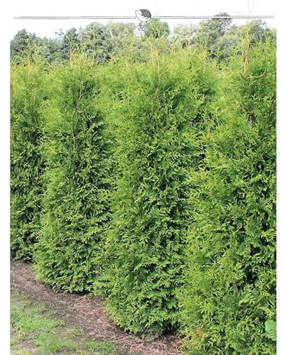 Thuja Brabant 180-200 cm. 7 Lebensbäume. Immergrün, Winterhart, Sichtschutz