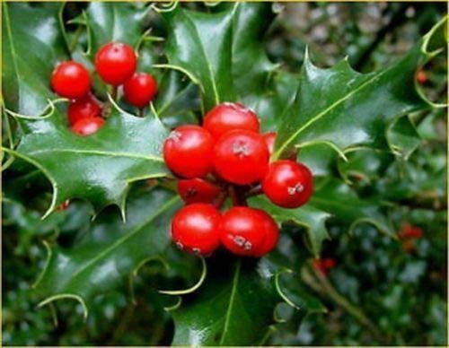 10 SEMI AGRIFOGLIO Ilex aquifolium  SEME