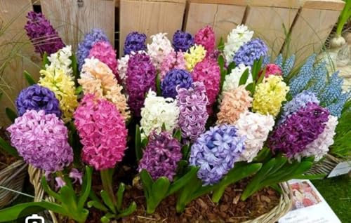 Jacinthe ampoule parfumée unique Terre di Romagna Made in Italy sent beaucoup. Unique en son genre