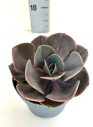 Echeveria Big Lilac - Piante Grasse vere da interno ed esterno, Piante Succulente vera da esterno e interno, grandi. In vaso 13