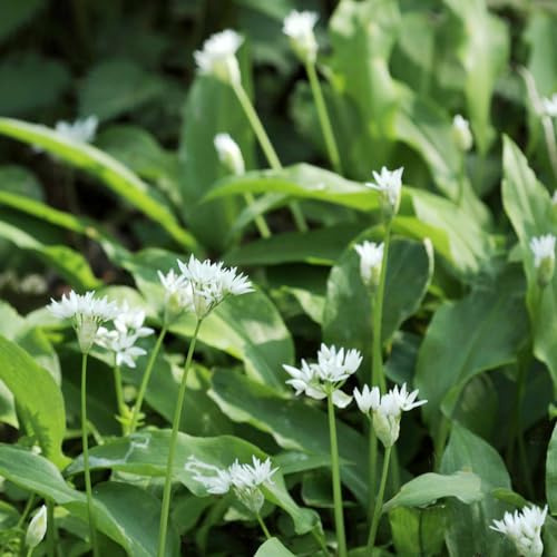semillas de ajo silvestre - jardín de semillas resistentes extraño jardineros productos sostenibles cultivo 500pcs