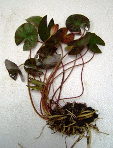 Rarität : Teichpflanzen Seerosen : Nymphaea Seerose Zwergseerose Pygmaea Chrysantha winterhart Pflanztiefe bis 30 cm