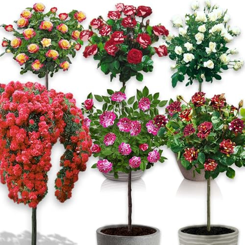 Rosier sur tige - 120 cm de hauteur - Pour pots et pleine terre - Idéal pour Balcon, terrasse, Petit Jardin (Lot de 6)