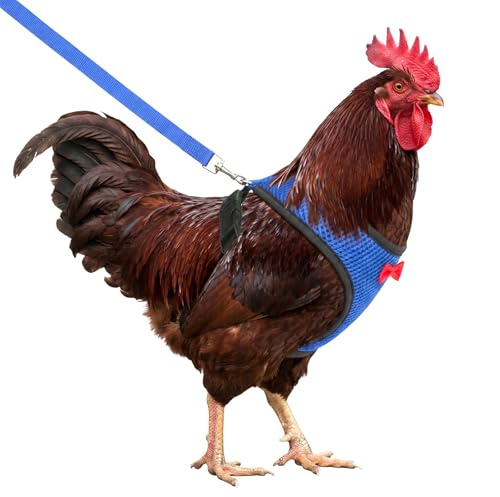 Ensemble Harnais et Laisse réglable et Confortable pour Poule Gilet élastique en Respirante Laisse pour oie, Coq, Perroquet, Chien, Chaton, Petits Animaux de Compagnie Bleu