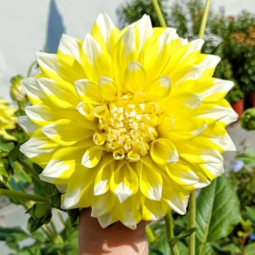 Bulbos de dalia, de jardín Los bulbos de son perennes resistentes bulbo de balcón 7pcs