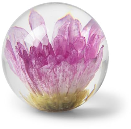 In Flore Dahlia brevpress i resin glas, med äkta rosa dahlia blomma, 10 cm, rosa
