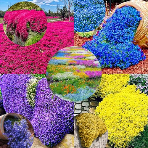 1000 Pezzi Timo Invernale Perenne, Molti Colori, Facile da Mantenere, Aromatico Copriterreno per Giardino e Balcone (E,1 bag)