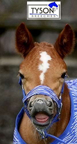 Dario Kaltblut Warmblut Fohlenhalfter Fohlen Halfter Blau Rosa Tysons Nylon Breit (MMS, Blau)