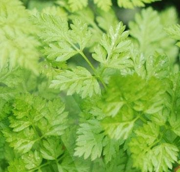 Chervil Fern Leaf Anthriscus cerefolium 2,000 Seeds