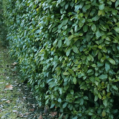 Laurel de cereza Prunus laurocerasus Etna – seto – hoja verde – 6 plantas – 1 metro lineal – hoja perenne – 17 cm x 50 cm – rápido crecimiento y fácil de limpiar