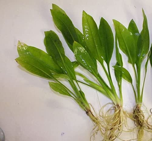 Amazon Sword X 3 Live Aquarium Tropical Plant Echinodorus Paniculatis