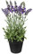 Gasper Künstlicher Lavendel im Topf H. 33cm grün lila Kunstblumen