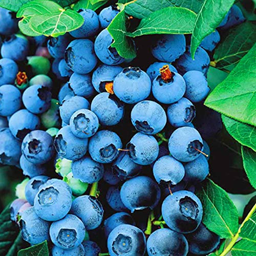 Blueberry Plant Bluecrop - Fruit Plants Ready to Plant UK - Blueberry Bush Mid Season Variety - Grow Your Own Fruit Trees - Potted Garden Plants Ready to Plant (9cm Pot)