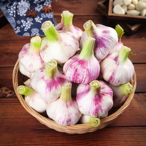 aglio biologico invernali piantare l'aglio Coltivare invernali verdi da giardino vegetali Semi in 500semi