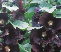 40 PZ Semi Malvarosa nera G53, Jardin Biennale de fleurs