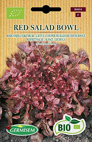 Germisem Bio Graines Laitue à couper feuilles de chêne rouge RED SALAD BOWL