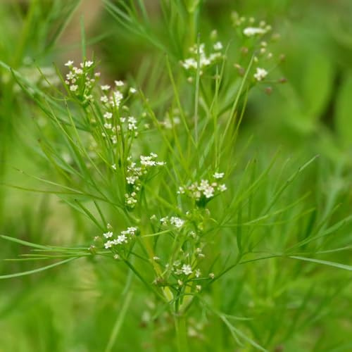 cerfoglio sostenibili cerfoglio aromatiche da giardino organiche per la copertura del terreno semi di biologici, resistenti vegetali Semi di aromatiche, 150semi