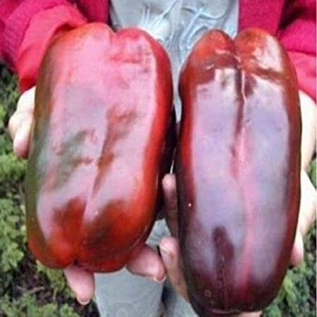 Portal Cool 1 paquete, 100 semillas/paquete, semillas de pimiento gigante ruso, reliquia orgánica Kra