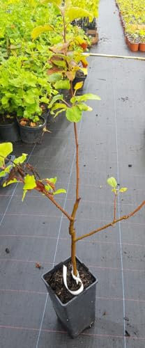 Malus domestica 'M7' (Marcotte) / Pommier/Conteneur de 2 à 2.9 litres/Fruitier