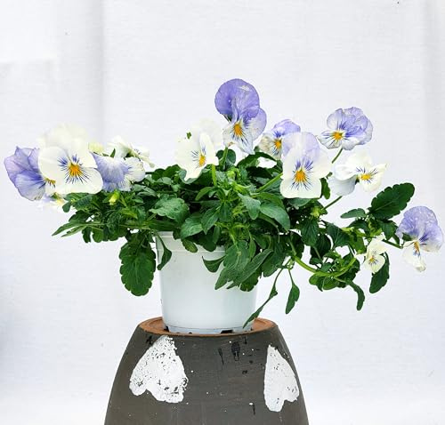 POWERS TO FLOWERS - VIOLE DEL PENSIERO, VIOLA A FIORE PENDULO AZZURRO, SET 3 PIANTE VASO 12CM DIAMETRO, piante vere