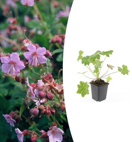 Geranium macr. 'Ingwersen's Var.' | 24 stycken - 10-25cm - Ø9cm - Trädgårdsväxt