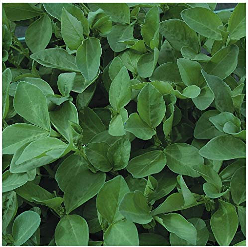 PREMIER SEEDS DIRECT - Green Manure - Field Bean (Maris Bead) - 1 KG