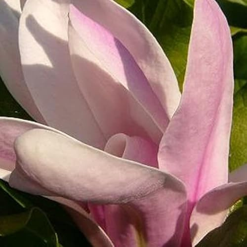 Magnolia soulangeana – Magnolia soulangeana 40–60 C –