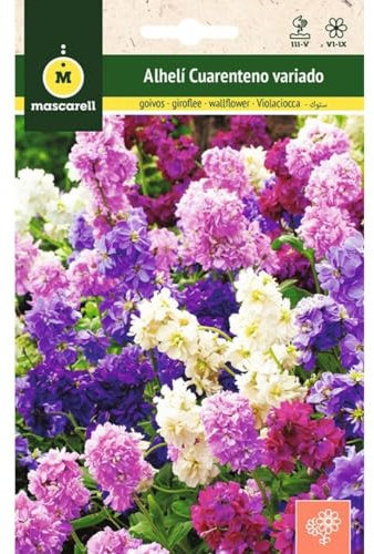 Mascarell Semillas, ALHELI CUARENTENO VARIADO, Semillas Flores Exterior para Decoración, 0,7 Gramos