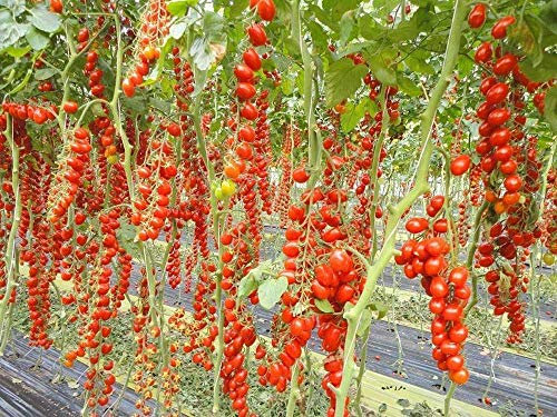 Semi Pomodoro Datterino