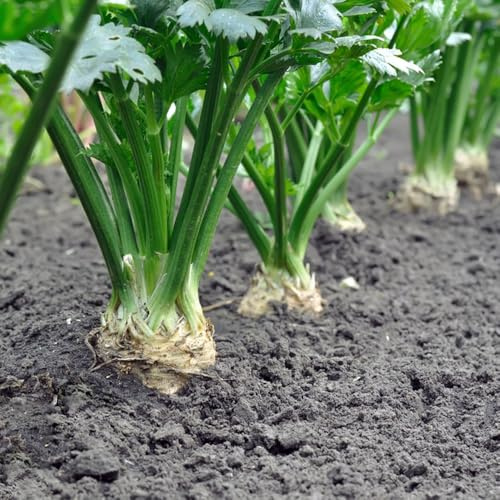 semillas de apio nabo, orgánicas jardín de tradicionales 50pcs