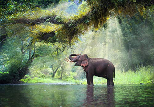 wandmotiv24 Fototapete Urwald mit Elefant, S 200 x 140cm - 4 Teile, Wanddeko, Wandbild, Wandtapete, Dschungel, Wasser, Fluss M5722