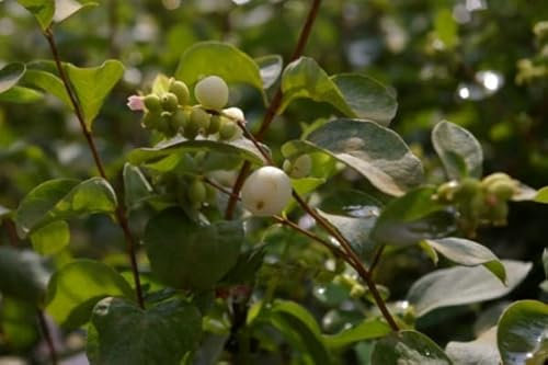 Symphoricarpos albus White Hedge - Weiße Schneebeere - Knallerbsenstrauch - 60-100