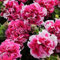 100 semi di petunia doppia rosa