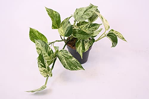 Variegated Scindapsus Epipremnum Marble Queen Devils Ivy Indoor Plant in 12cm Pot