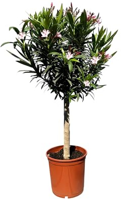 Sunny Tree - Pianta - Oleandro sul tronco - Nerium oleandro - Altezza 110-120 cm - Fabe Rosa - Pianta per esterni - Pervinca in inverno - Pianta mediterranea
